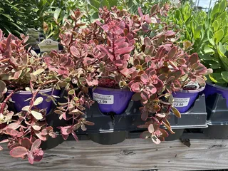 Riddle Plant Farm & Landscaping