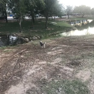Precious visiting her duck friends