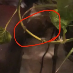 Rat in the restaurant