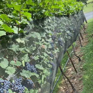 a row of grapes growing on a fence