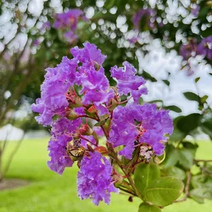Crepe Myrtle