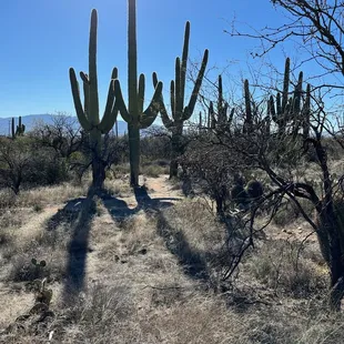 Saguaro Cactus Park nest Tucson AZ!