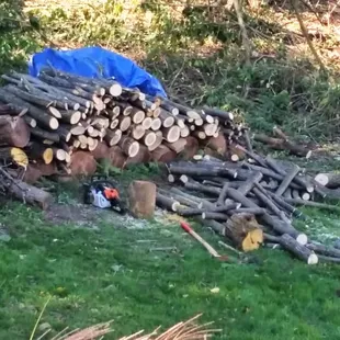 Plenty of fire wood.