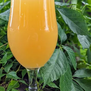 Tulip glass of beer, featuring Tree Frog, hazy and juicy pale ale.