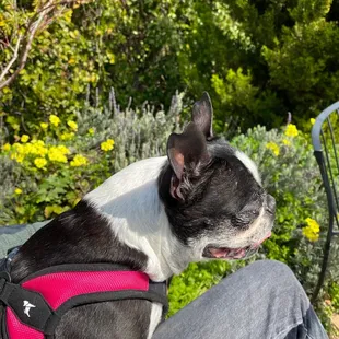 Outdoor dog friendly seating!!!