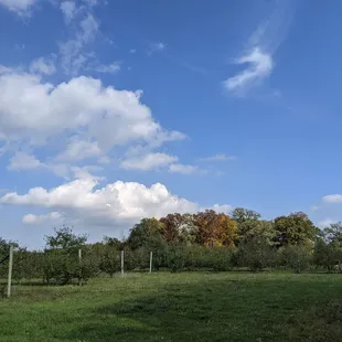 a view of the orchard from a distance