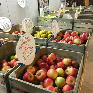So many varieties of apples to choose from!