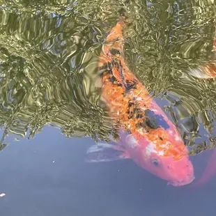 Koi pond