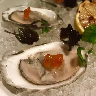 Oysters
