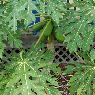 Papaya plant in front