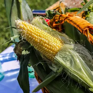 Fresh farm corn