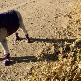 All types of sticklers to keep your pooch busy