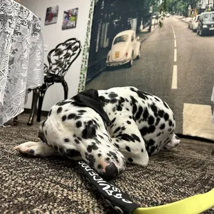 dog