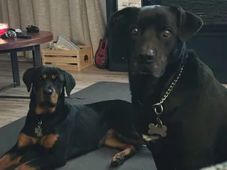 Pawtopia