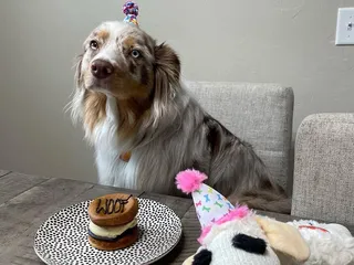 Three Dog Bakery