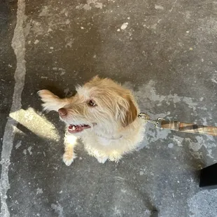 Dog friendly space