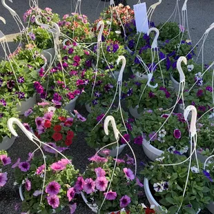 Compeon hanging baskets