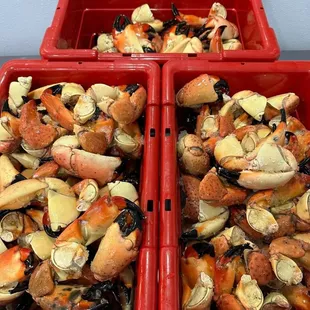Stone Crab Claw Season.. 60 lbs of Jumbo Claws in Market