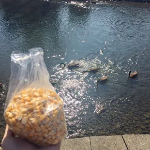 Feed the birds corn from Good Earth. Bread is bad for them.