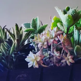 Succulents