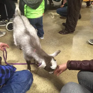 Goat roaming around at the farmers market.