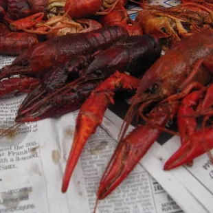 close-up of the mudbugs