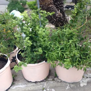 The owner has a garden out front.