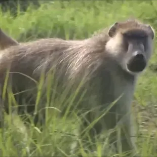 It was a baboon outside