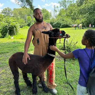 Alpaca petting at Broganville community day