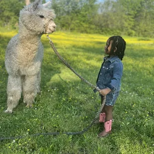 Marlee meets Marley the Alpaca