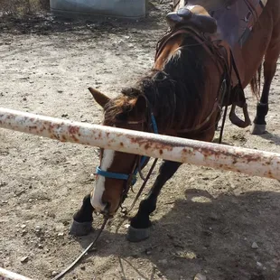 Horse trying to lay down and stumbling.