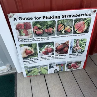 a guide for picking strawberries