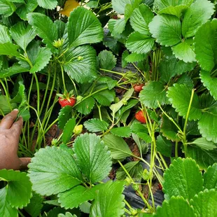 a hand picking strawberries