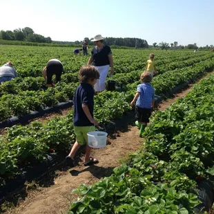Strawberry fields forever