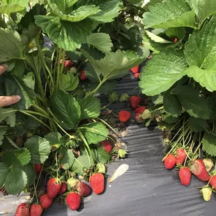 Brings back my childhood :)