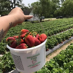 a bucket full of strawberries
