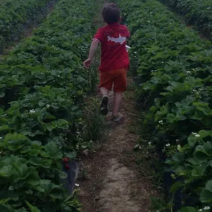 a young boy running through a strawberry field