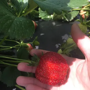 a hand holding a strawberry