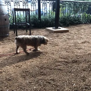 This is the vicious dog who was kicked out of Brookland Pint's p outdoor patio.