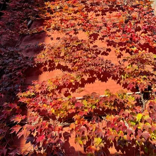 The Fall leaves above the outdoor sitting area