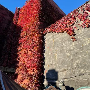 More leaves above the outdoor seating