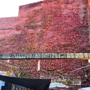 The wall of Fall leaves above the outdoor eating area