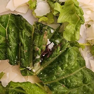 That's dirt. And that's not the only leaf with it.