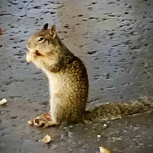 a squirrel sitting on the ground