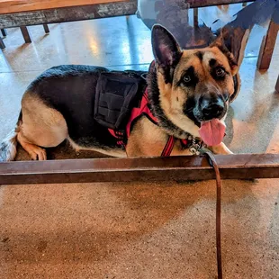 a german shepherd dog wearing a vest