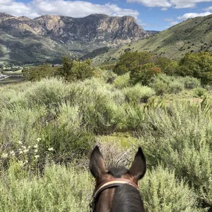 Best trail horse ever and a joy to ride