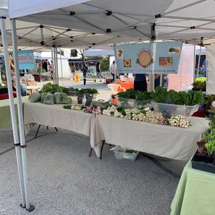  variety of vegetables