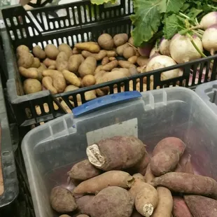  variety of vegetables