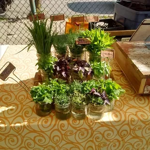 Fresh herbs from Gibbs Road Farm