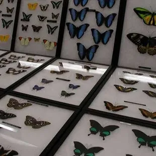 From Brookside Toy &amp; Science's website